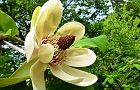 110504-hoonoki 2.jpg(6994 byte)
